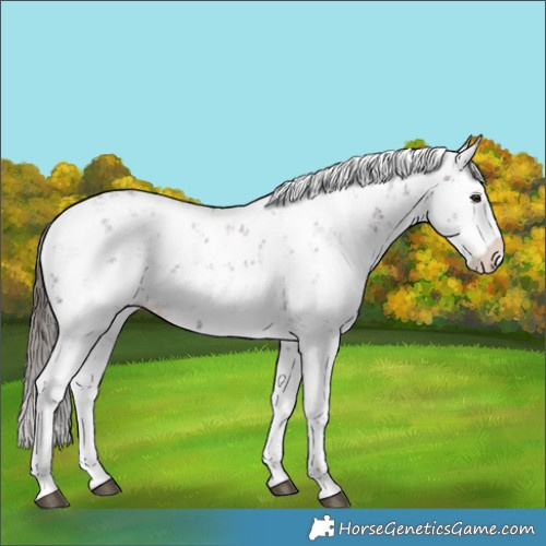 Horse Color:Liver Chestnut Sabino Splash Appaloosa 