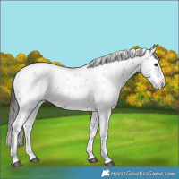 Horse Color:Liver Chestnut Sabino Splash Snowflake Varnish
