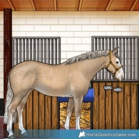 Horse Color:Chocolate Palomino Dun Splash 