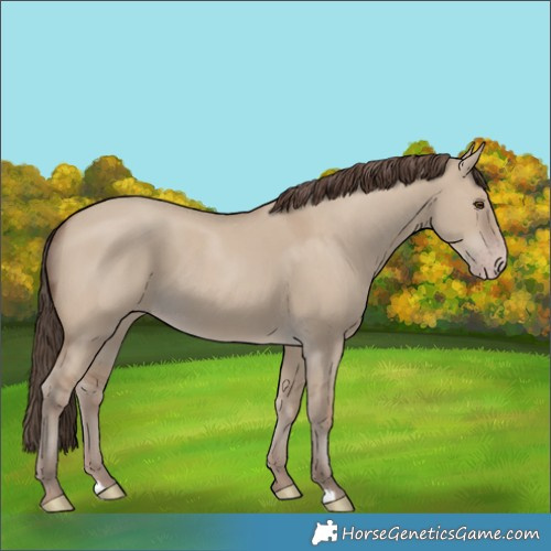 Horse Color:Classic Champagne Dun 