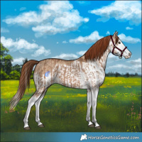 Horse Color:Red Dun Splash and Red Dun Splash