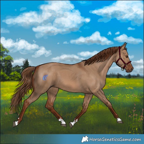 Horse Color:Red Dun 