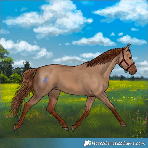 Horse Color:Red Dun 