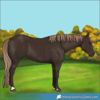 Horse Color:Liver Chestnut 