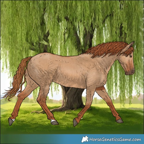 Horse Color:Red Dun 