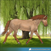 Horse Color:Red Dun 