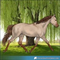 Horse Color:Red Dun 