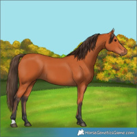 Horse Color:Bay 