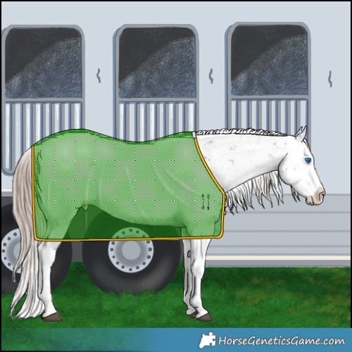 Horse Color:Liver Chestnut Sabino Splash Snowflake Varnish