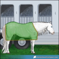 Horse Color:Liver Chestnut Sabino Splash Snowflake Varnish