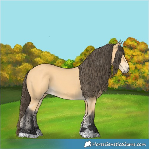Horse Color:Buckskin 