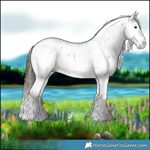 Horse Color:Liver Chestnut Sabino Splash Appaloosa 