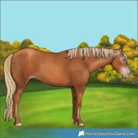 Horse Color:Gray Gold Champagne 