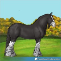 Horse Color:Smoky Black  and Smoky Black Splash 