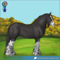 Horse Color:Smoky Black and Smoky Black Splash