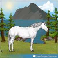 Horse Color:Liver Chestnut Sabino Splash Appaloosa 