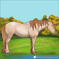 Horse Color:Gold Champagne Pearl Rabicano  and Amber Champagne Pearl Rabicano 