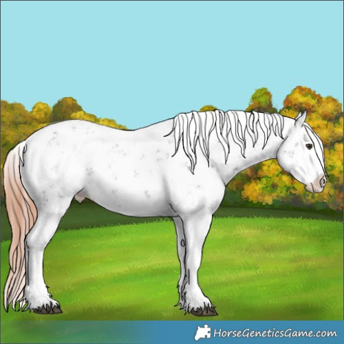 Horse Color:Liver Chestnut Sabino Splash Appaloosa 