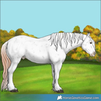 Horse Color:Liver Chestnut Sabino Splash Appaloosa 