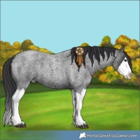 Horse Color:Blue Roan Splash