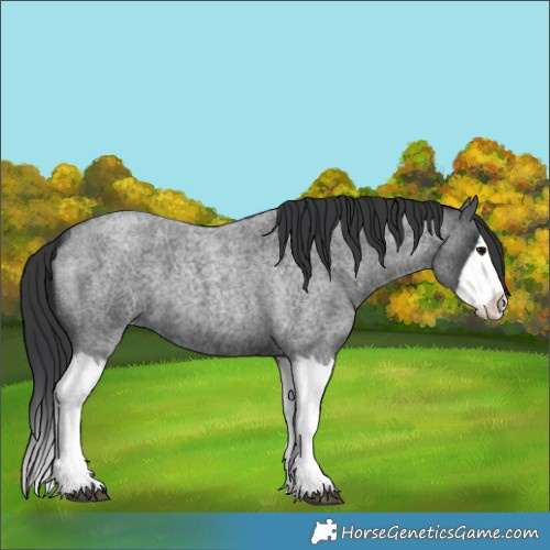 Horse Color:Blue Roan Splash 