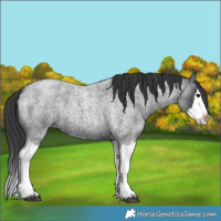 Horse Color:Blue Roan Splash