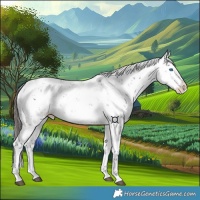 Horse Color:Liver Chestnut Sabino Splash Appaloosa 