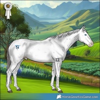 Horse Color:Liver Chestnut Sabino Splash Appaloosa 