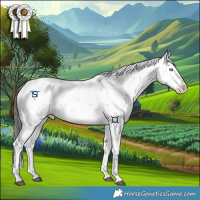 Horse Color:Liver Chestnut Sabino Splash Appaloosa 