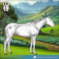 Horse Color:Liver Chestnut Sabino Splash Appaloosa