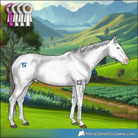 Horse Color:Liver Chestnut Sabino Splash Appaloosa 