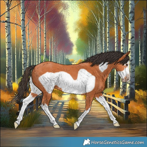 Horse Color:Bay Splash Frame 