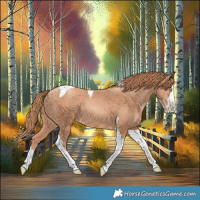 Horse Color:Gold Champagne Splash Tobiano 
