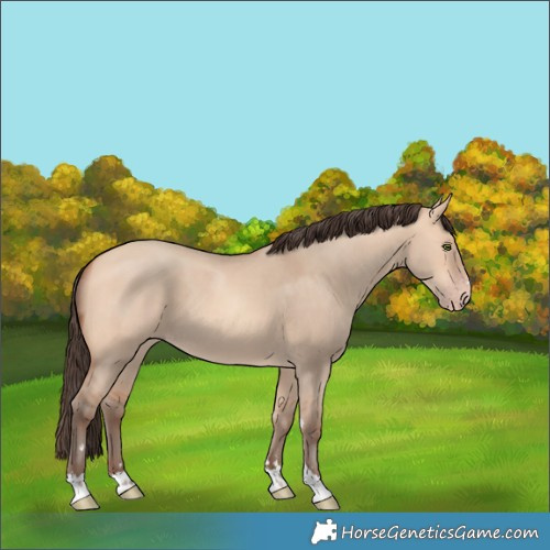 Horse Color:Amber Champagne Dun 