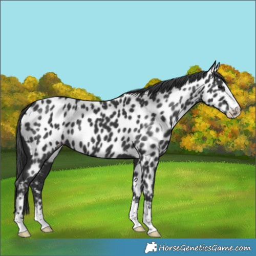Horse Color:Black Appaloosa 