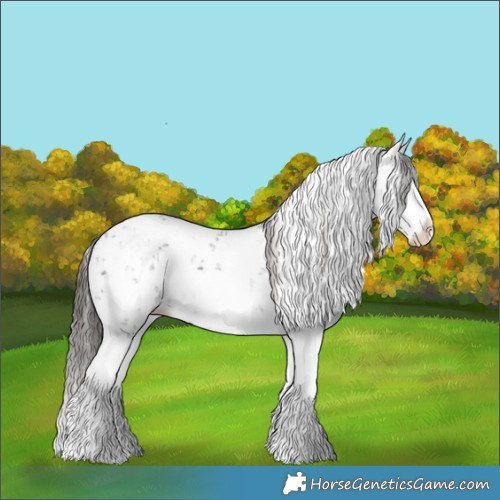 Horse Color:Liver Chestnut Sabino Splash Appaloosa 