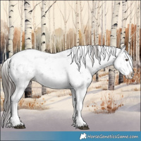 Horse Color:Liver Chestnut Sabino Splash Appaloosa