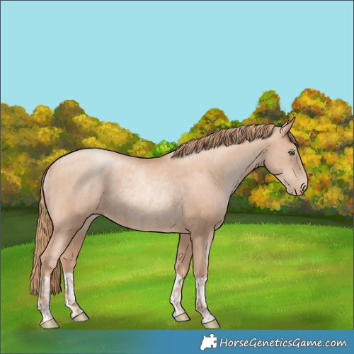 Horse Color:Gold Champagne Pearl Rabicano  and Gold Champagne Pearl Rabicano 