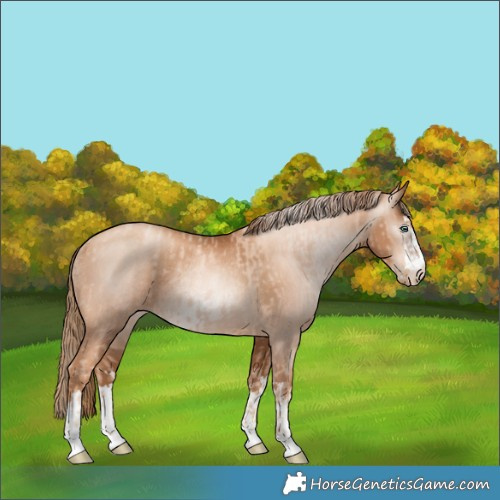 Horse Color:Gold Champagne Pearl Rabicano and Gray Gold Champagne Pearl Rabicano