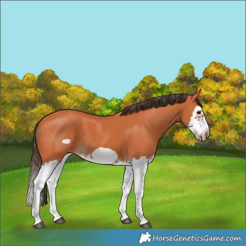 Horse Color:Bay Splash Frame 