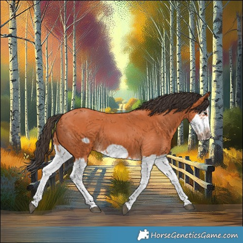Horse Color:Bay Splash Frame 