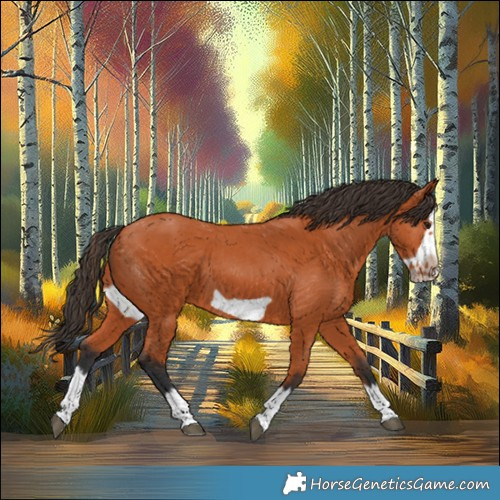 Horse Color:Bay Splash Frame 