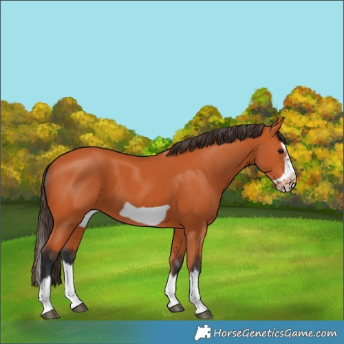 Horse Color:Bay Splash Frame 