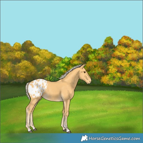 Horse Color:Palomino Appaloosa