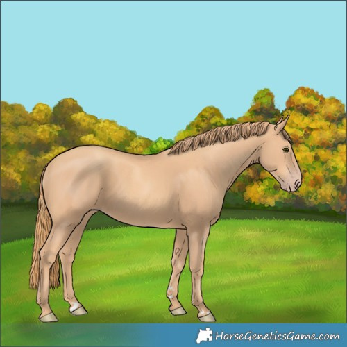 Horse Color:Gold Champagne 