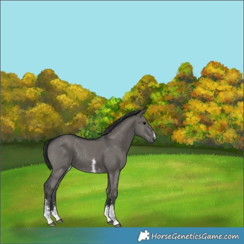 Horse Color:Grullo Sabino Rabicano