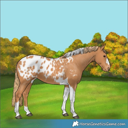 Horse Color:Chestnut Tobiano Appaloosa