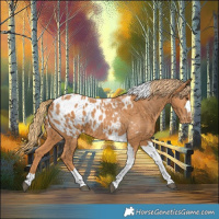 Horse Color:Chestnut Tobiano Appaloosa 