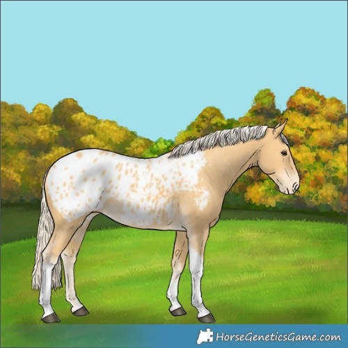 Horse Color:Palomino Tobiano Appaloosa 