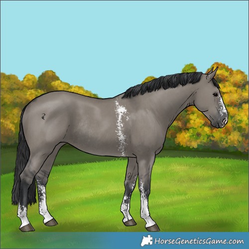 Horse Color:Grullo Sabino Rabicano 